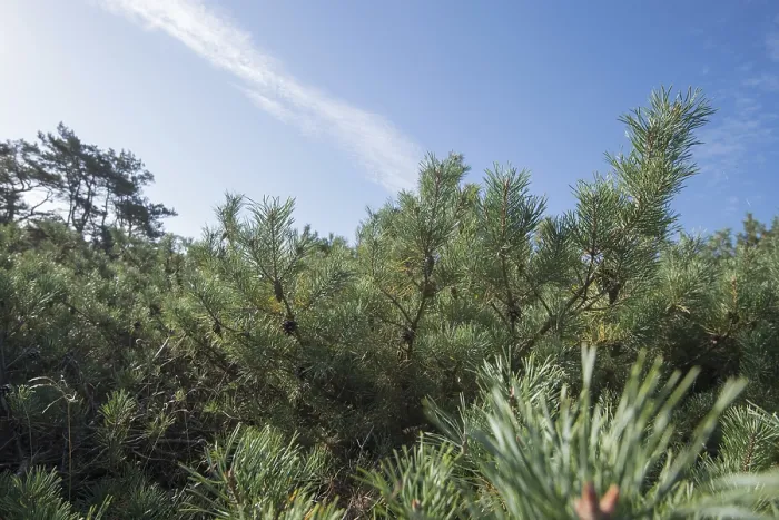 Framed Print : DarB primeval forest, pine (Pinus) forest low-growing under blue sky