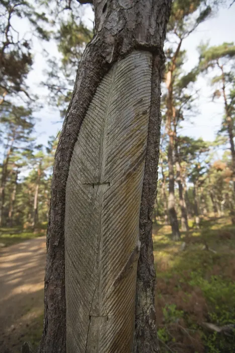 Framed Print : DarB primeval forest, pine (Pinus) with traces of historical resin extraction Framed Print : DarB primeval forest, pine (Pinus) with traces of historical resin extraction