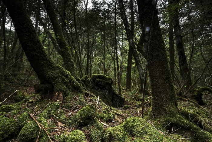 Framed Print : Dark part of Aokigahara Forest with thick moss and tall trees