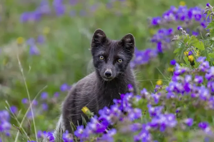 Framed Print : Dark arctic fox (Vulpes lagopus)