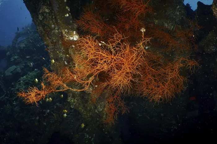 Framed Print : Dark background with orange coloured Black coral (Antipathes dichotoma)