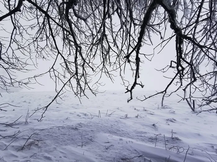 Framed Print : Dark, bare branches stretch across a snowy winter landscape Framed Print : Dark, bare branches stretch across a snowy winter landscape