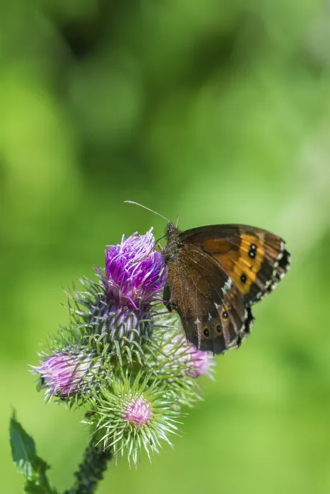 Framed Print : Dark brown butterfly on a violet flower