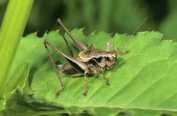 Framed Print : Dark Bush-cricket (Pholidoptera griseoaptera) Framed Print : Dark Bush-cricket (Pholidoptera griseoaptera)