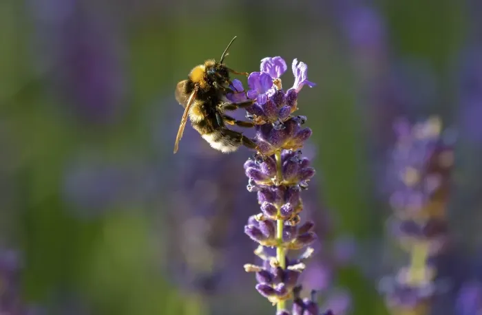 Framed Print : Dark earth bumblebee (Bombus terrestris) in a common lavender (Lavandula angustifolia) in the evening light