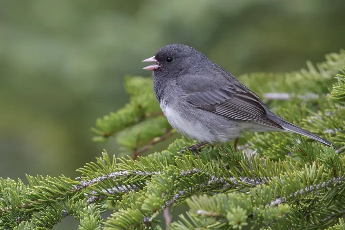 Framed Print : Dark Eyed Junco (Junco hyemalis) perched in a tree near Churchill