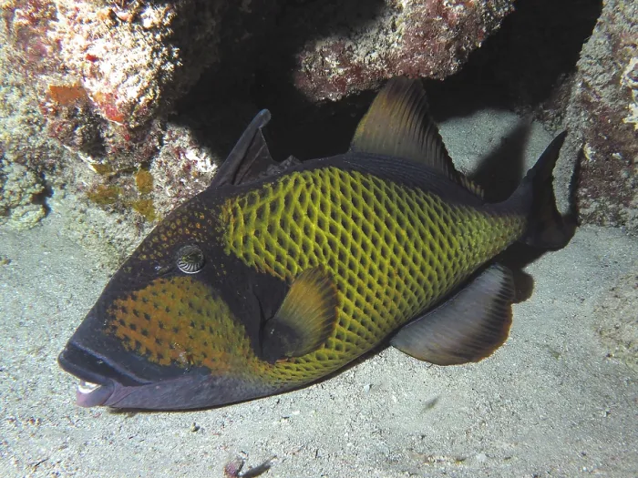Framed Print : Dark fish with a yellow pattern Framed Print : Dark fish with a yellow pattern