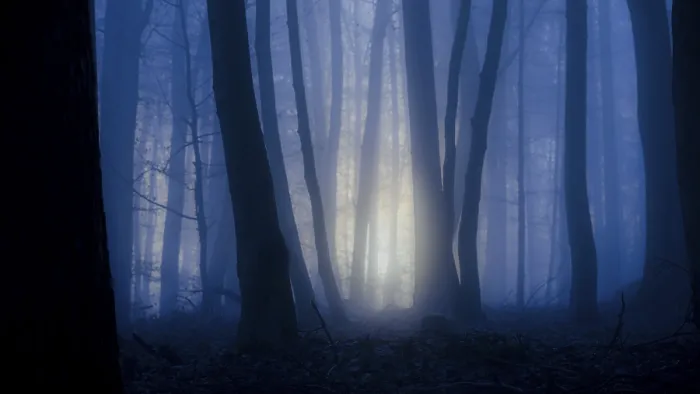 Framed Print : Dark forest with blue fog and rays of light through the trees Framed Print : Dark forest with blue fog and rays of light through the trees