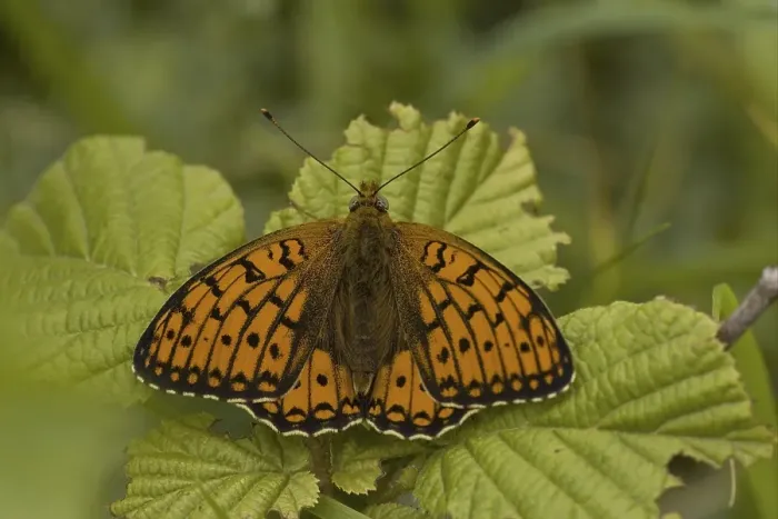 Framed Print : Dark Green Fritillary (Artynnis agalaja)