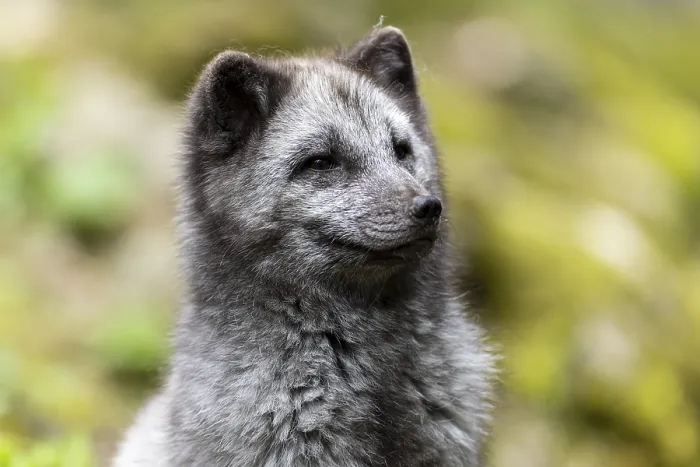 Framed Print : A dark grey fox sits attentively and curiously in a green meadow