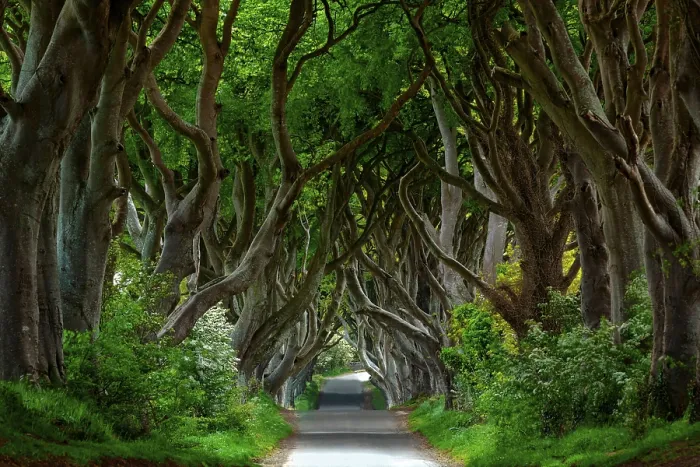 Framed Print : Dark Hedges, beech avenue in County Antrim Framed Print : Dark Hedges, beech avenue in County Antrim