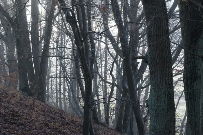 Framed Print : Dark, misty forest with tall trees and shade Framed Print : Dark, misty forest with tall trees and shade