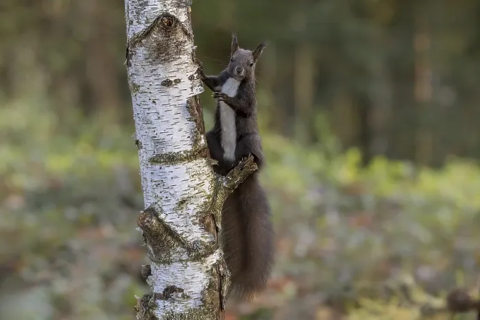 Framed Print : Dark squirrel (Sciurus) on a birch tree Framed Print : Dark squirrel (Sciurus) on a birch tree