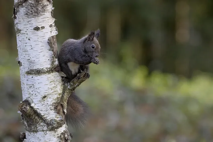 Framed Print : Dark squirrel (Sciurus) feeding on a birch tree