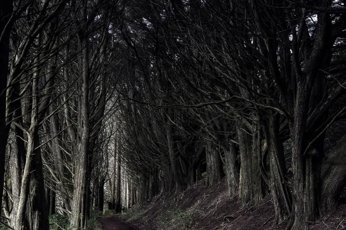 Framed Print : Dark tunnel path surrounded by trees on the Otago Peninsula