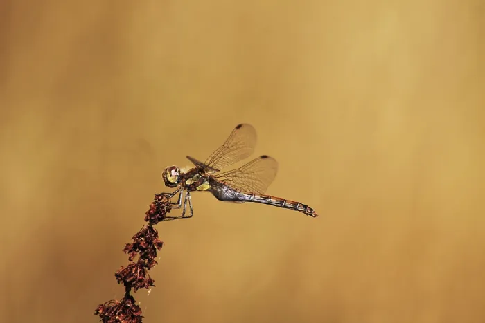 Framed Print : Darter dragonfly (Sympetrum) Framed Print : Darter dragonfly (Sympetrum)