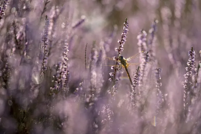 Framed Print : Darter, resting, in heather, morning