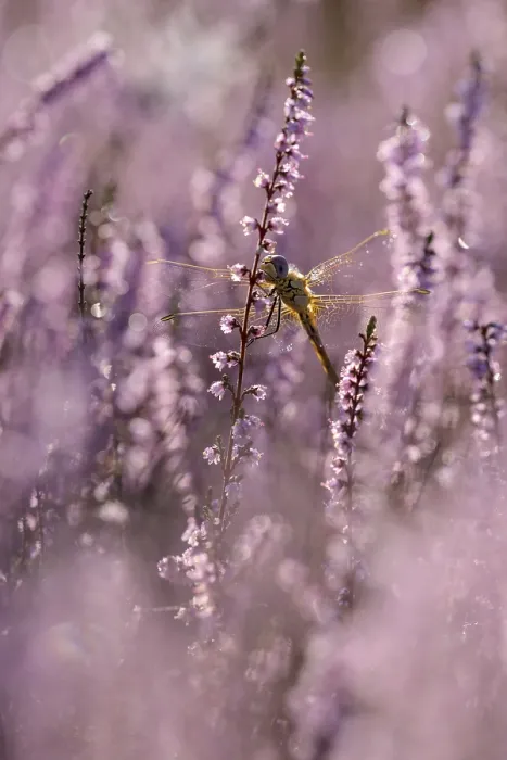 Framed Print : Darter, resting, in heather, morning