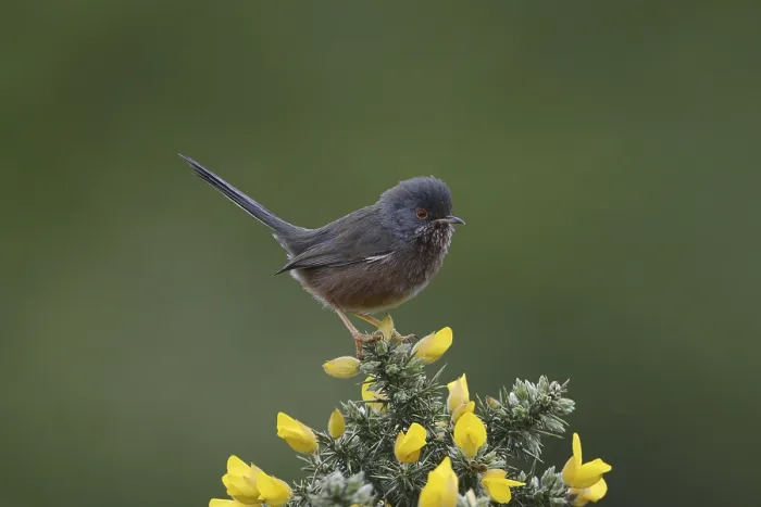Framed Print : Dartford Warbler (Sylvia undata) adult male