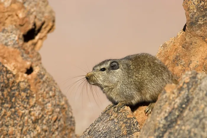 Framed Print : Dassie rat between rocks. Tiras Mountains Framed Print : Dassie rat between rocks. Tiras Mountains