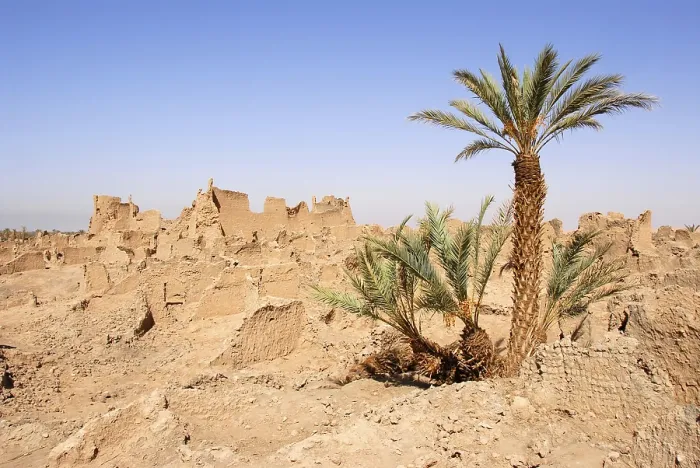 Framed Print : Date palm tree growes on ruins of ancient city of Garamantes Garama Libya