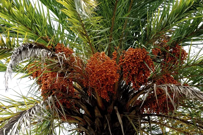 Framed Print : Dates tree
