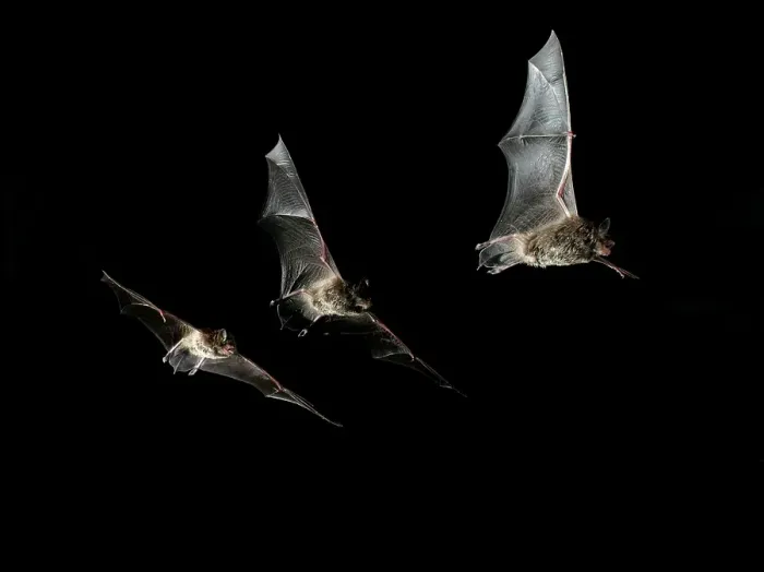 Framed Print : Daubenton's bat (Myotis daubentonii) Framed Print : Daubenton's bat (Myotis daubentonii)