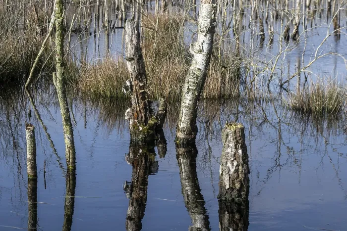 Framed Print : Dead birch trees (Betula pendula) in a moor