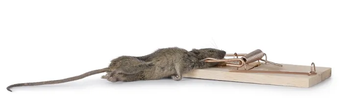 Framed Print : Dead brown common house mouse in wooden trap