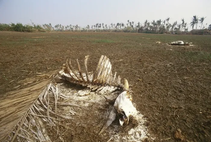 Framed Print : Dead bull skeleton, Cyclone in Orissa, India November 1999