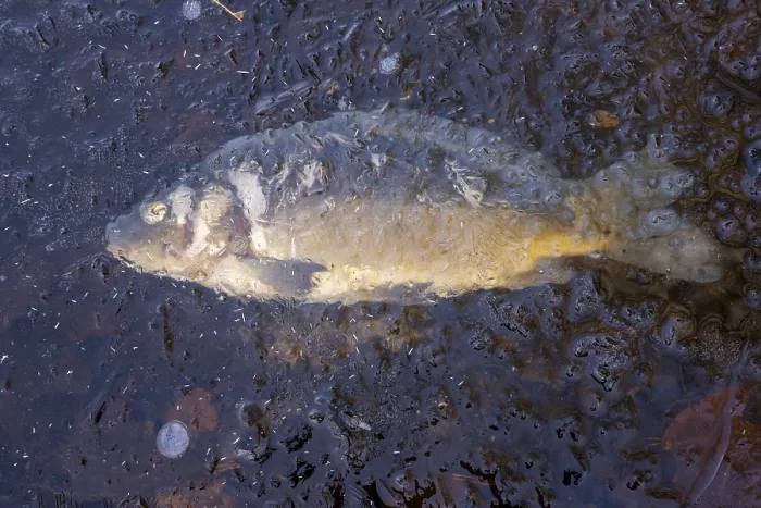 Framed Print : Dead carp (Cyprinus carpio) embedded in ice Framed Print : Dead carp (Cyprinus carpio) embedded in ice