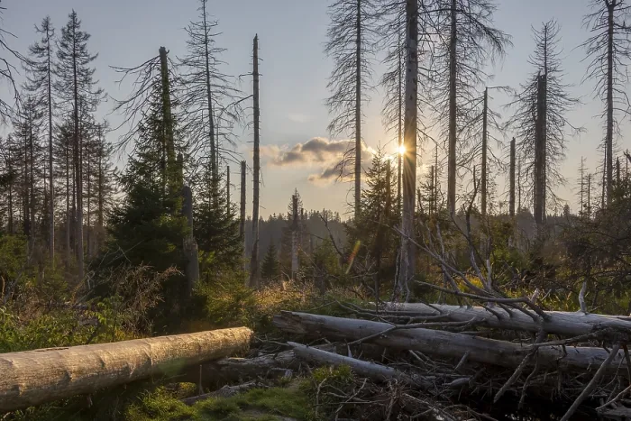 Framed Print : Dead coniferous forest, evening sun at the Oder pond