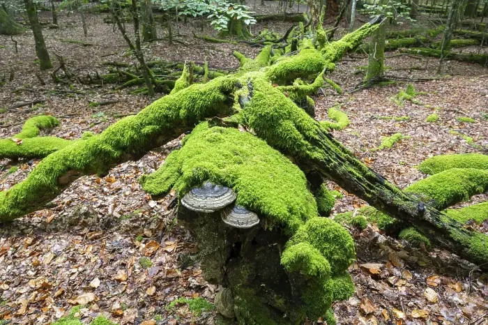 Framed Print : Dead copper beech (Fagus sylvatica) overgrown with moss and fungi