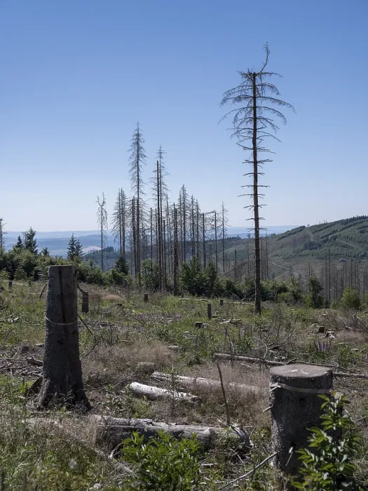 Framed Print : Dead, dead spruces (Picea), stumps of felled trees