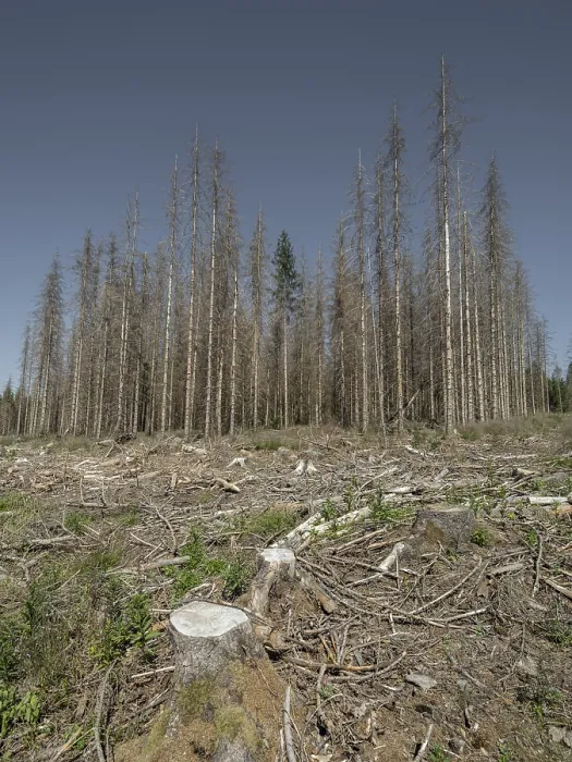 Framed Print : Dead, dead spruces (Picea), stumps of felled trees