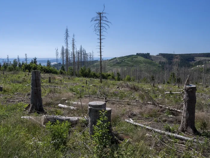 Framed Print : Dead, dead spruces (Picea), stumps of felled trees
