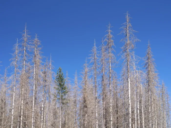 Framed Print : Dead, dead spruces (Picea), tree death