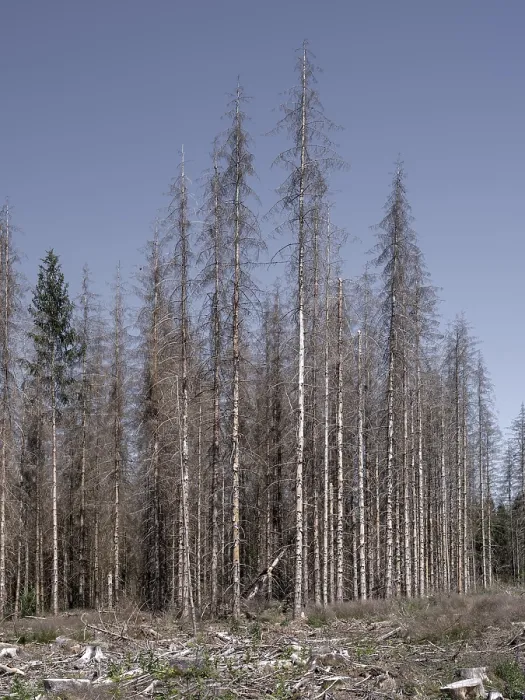 Framed Print : Dead, dead spruces (Picea), tree death