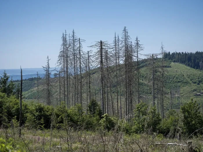 Framed Print : Dead, dead spruces (Picea), tree death