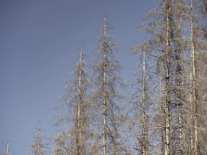 Framed Print : Dead, dead spruces (Picea), tree death Framed Print : Dead, dead spruces (Picea), tree death