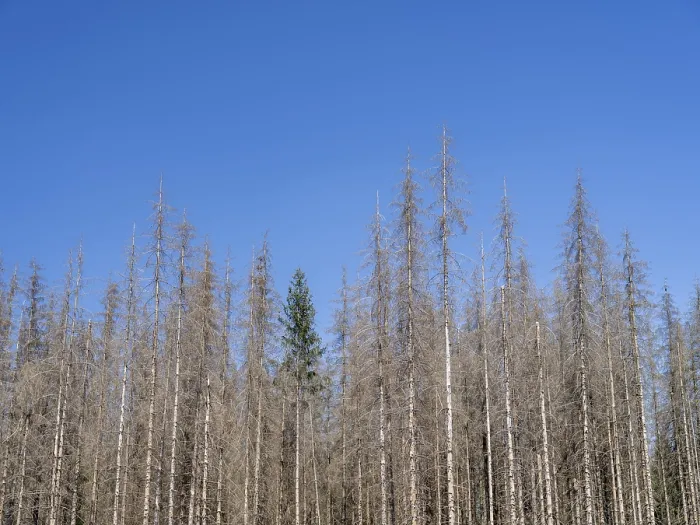 Framed Print : Dead, dead spruces (Picea), tree death