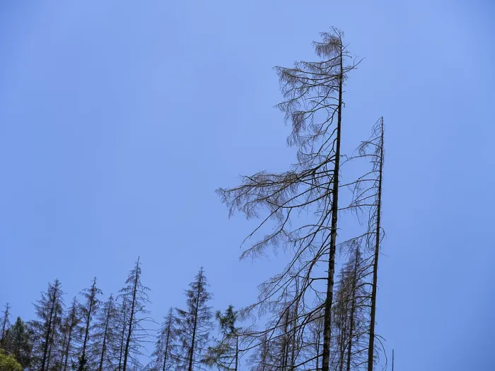 Framed Print : Dead, dead spruces (Picea), tree death near Goslar Framed Print : Dead, dead spruces (Picea), tree death near Goslar