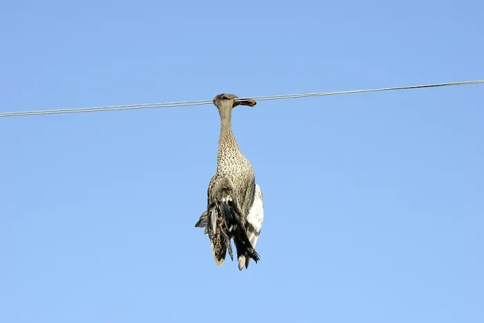 Framed Print : Dead duck hanging on a power line Framed Print : Dead duck hanging on a power line
