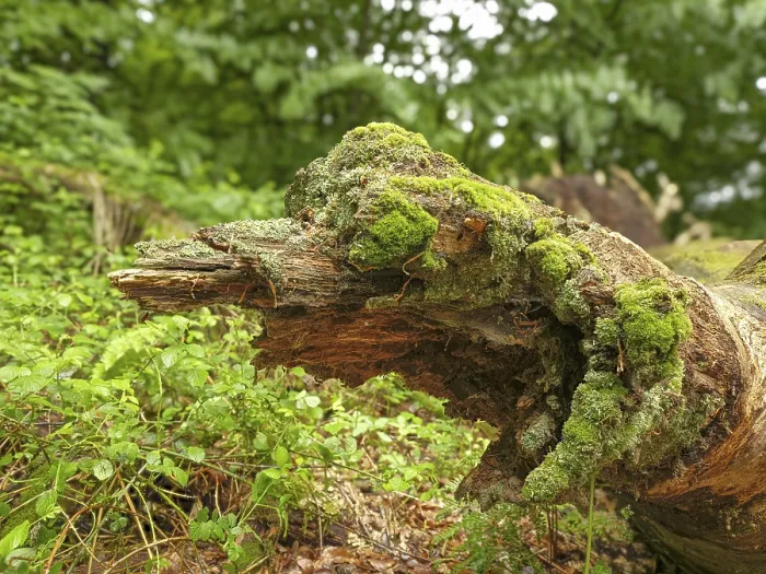 Framed Print : Dead, fallen and moss-covered tree trunk in the Sababurg primeval forest Framed Print : Dead, fallen and moss-covered tree trunk in the Sababurg primeval forest