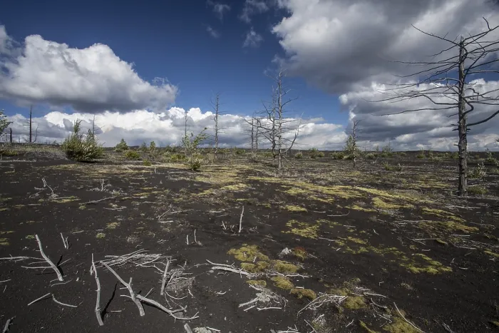 Framed Print : Dead forest, Tolbachik volcano