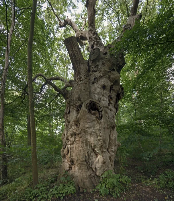 Framed Print : Dead oak tree (Quercus), 400 years old Framed Print : Dead oak tree (Quercus), 400 years old