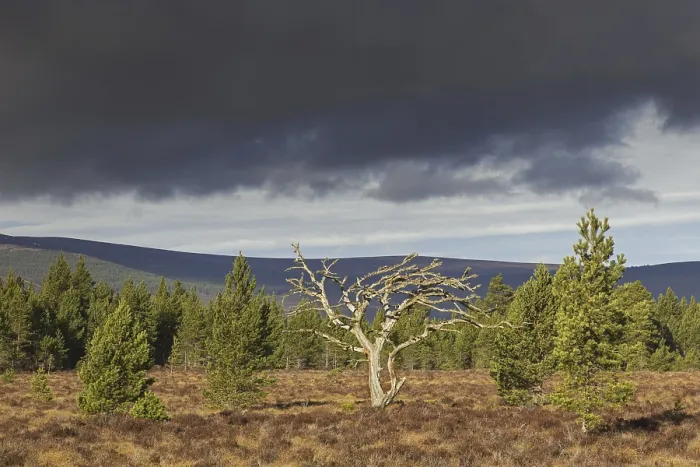 Framed Print : Dead Scots pine (Pinus sylvestris) tree in moorland Framed Print : Dead Scots pine (Pinus sylvestris) tree in moorland