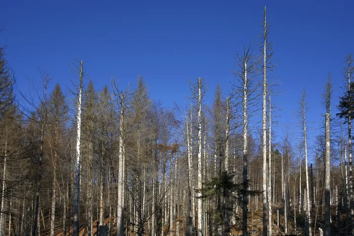 Framed Print : Dead Spruce (Picea) Trees, Bavarian Forest
