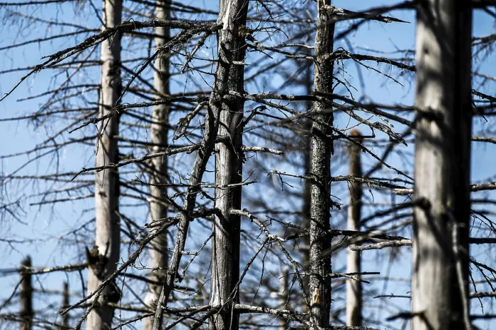 Framed Print : Dead spruce trees due to bark beetle infestation