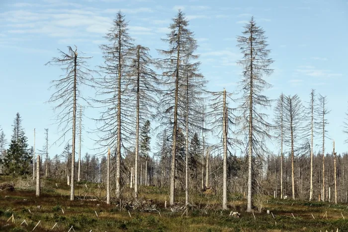 Framed Print : Dead spruce trees due to bark beetle infestation Framed Print : Dead spruce trees due to bark beetle infestation